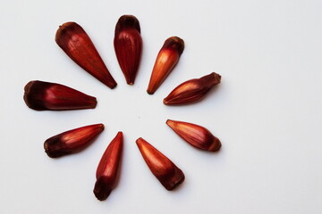 several pine nuts arranged in a circle on a white background.