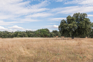 Fototapeta na wymiar Panoramic of dry grass field and holm oaks