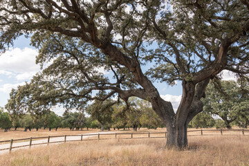 Centennial oak with large branches