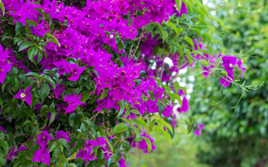 Fototapeta premium PURPLE COLOR FLOWERS