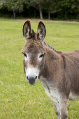 Portrait of a miniature donkey.