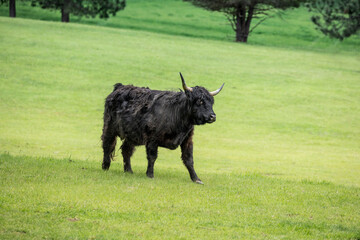 A black highland cow  in a green meadow near Coeur d'Alene, Idaho.