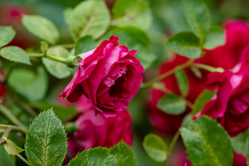 Nice red rose flowers branch in outdoor garden nature macro