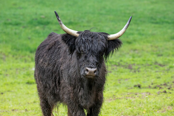 A black highland cow  in a green meadow near Coeur d'Alene, Idaho.