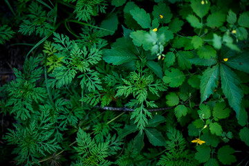 Ragweed bushes. Blooming Ambrosia artemisiifolia causing allergy summer and autumn. ambrosia is a dangerous weed. its pollen causes a strong allergy at the mouth during flowering. - obrazy, fototapety, plakaty