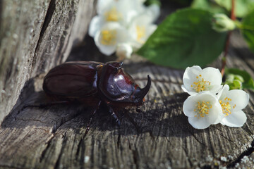  Rhinoceros beetle on tree with white flowers in the nature background.Natural sunlight and selected focus on beetle.