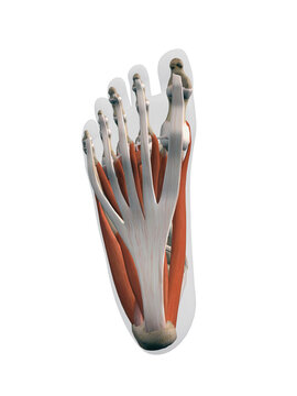 Ligaments and Muscle Anatomy of the Foot, Plantar View of the Sole on White Background