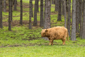 Highland cow walking in field.