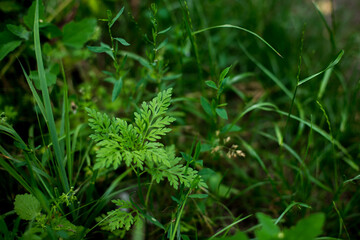 Ragweed bushes. Blooming Ambrosia artemisiifolia causing allergy summer and autumn. ambrosia is a dangerous weed. its pollen causes a strong allergy at the mouth during flowering.