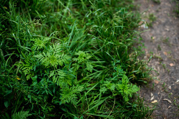 Ragweed bushes. Blooming Ambrosia artemisiifolia causing allergy summer and autumn. ambrosia is a dangerous weed. its pollen causes a strong allergy at the mouth during flowering.