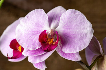 beautiful orchid flower in purple, close-up