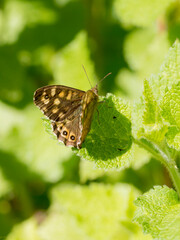 butterfly on leaf