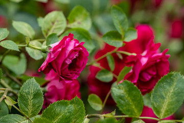 Nice red rose flowers branch in outdoor garden nature macro