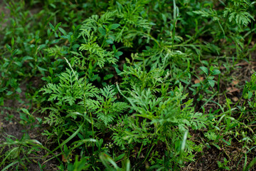 Ragweed bushes. Blooming Ambrosia artemisiifolia causing allergy summer and autumn. ambrosia is a...