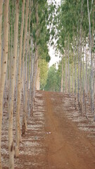 Tree Road