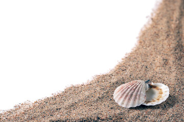 sea shells in the sand on a white background, isolated