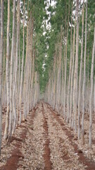 Hyderabad Tree Road