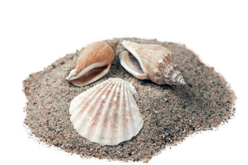 Obraz na płótnie Canvas sea shells in the sand on a white background, isolated