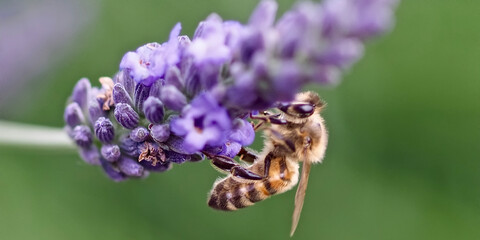 Closeup of a honey bee on a purple lavender flower