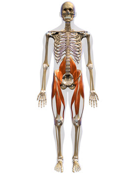 Hip and Leg Muscles of the Human Body Anterior View on a White Background