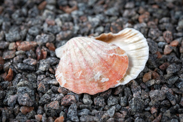 beautiful shells on the ocean shore