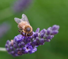 Closeup of a honey bee on a purple lavender flower