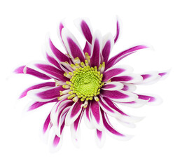 Vivid purple Dahlia flower isolated on white