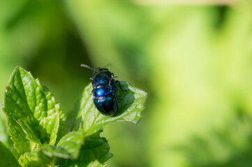 A Leaf Beetle (Chrysomelidaeon) on a leaf