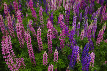 Fototapeta premium Close up of blooming field with pink and purple lupins and green leaves with dew drops in Moscow region