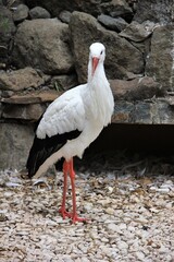 white stork on the ground