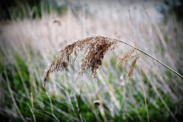 dzika pszenica rosnąca w sadzie
