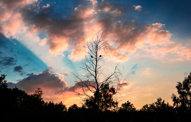 Sunset Tree