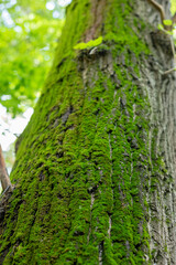 Green moss on the bark of a tree. Selective focus. Texture. Nature.