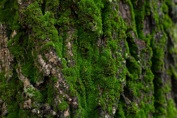 Green moss on the bark of a tree. Selective focus. Texture. Nature.