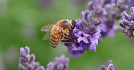 Closeup of a honey bee on a purple lavender flower