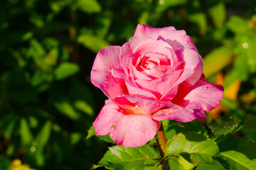 Pink rose bud with green leaves in background