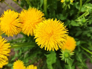 yellow dandelions in a meadow