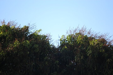 sky blue and green tree