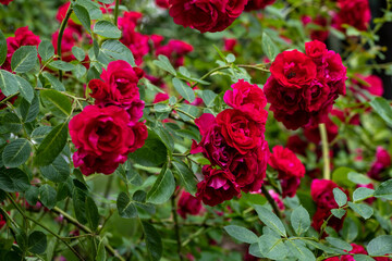 Nice red rose flowers branch in outdoor garden nature macro