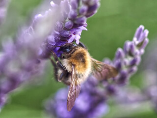 Closeup of a humble bee on a purple lavender flower