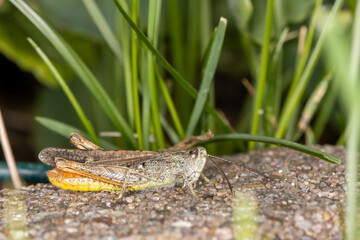 Close up of Common Field Grasshopper on stone ridge in garden