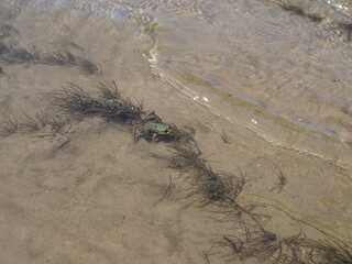 A river frog basks in shallow water, in the sun.
