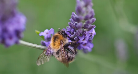 Closeup of a humble bee on a purple lavender flower