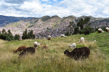 A group of llamas and alpacas, grazing on green field in Cusco, Peru.