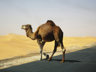 Dromedary crossing the road in small steps