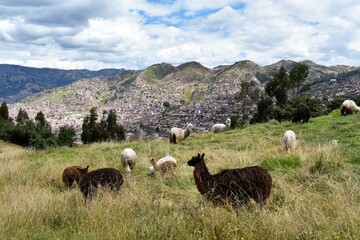 A group of llamas and alpacas, grazing on green field in Cusco, Peru.