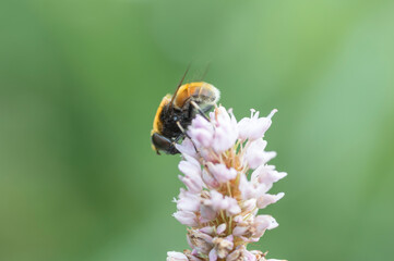 European Honey Bee (Apis Mellifera)