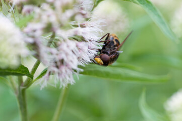 A Hornet Mimic Hoverfly (Volucella Zonaria)