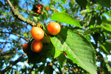 Yellow-red cherries growing on the tree among green leaves