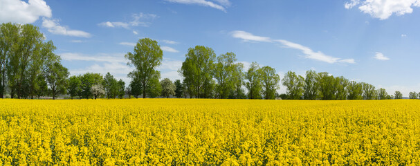 Fototapeta premium Gelbes Feld mit blühenden Rapspflanzen vor einer Baumreihe und blau weißem Himmel - Panorama